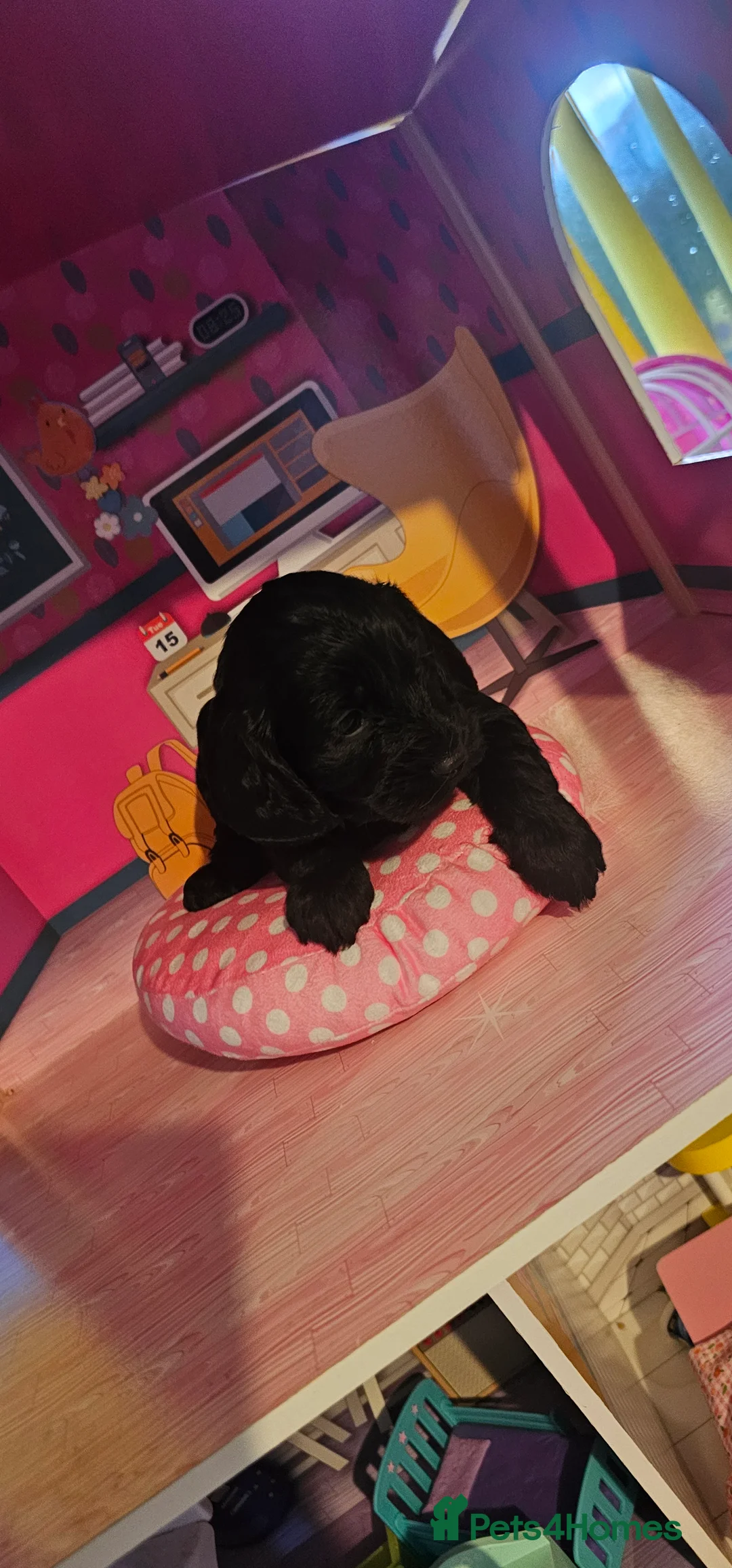 Cockapoo dogs for sale: Cockapoo puppies £650 - Advert 13