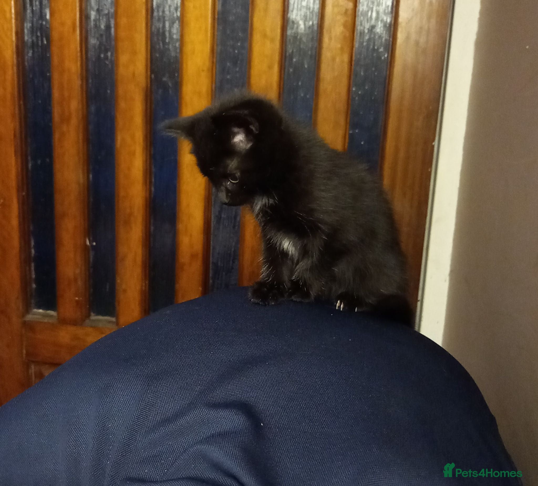 Mixed Breed cats Kittens for sale - Advert 6