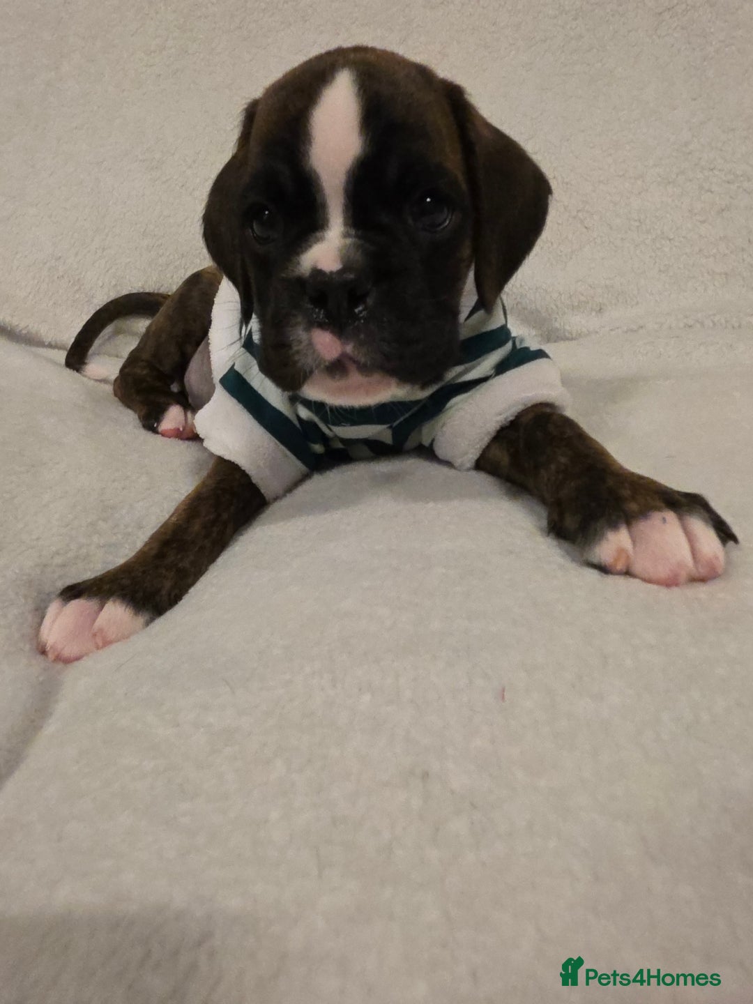 Boxer dogs for sale: Part European quality KC Reg Boxers - Advert 28