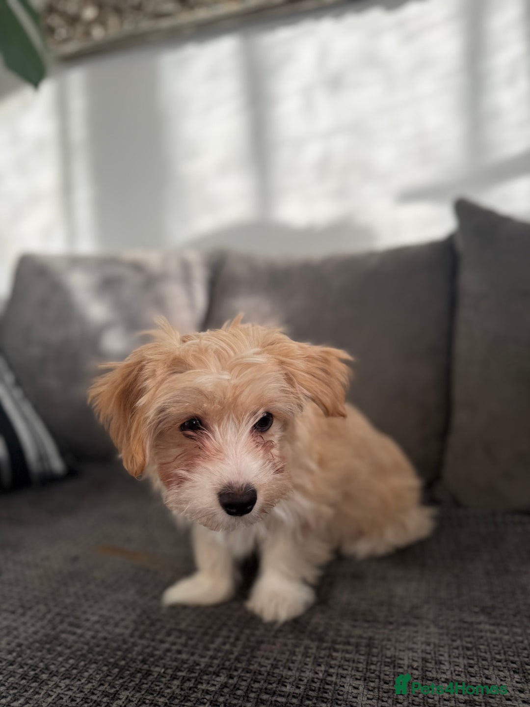Morkie dogs for sale: Beige morkie  - Advert 3