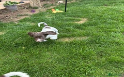 English Springer Spaniel dogs for sale: 2 female springer spaniels  - Image 4