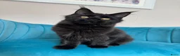 Maine Coon cats for sale: TICA Pedigree Registered Maine Coon Kittens - Advert 22