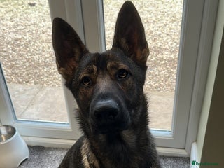 German Shepherd dogs Available working line female GSD - Advert 3