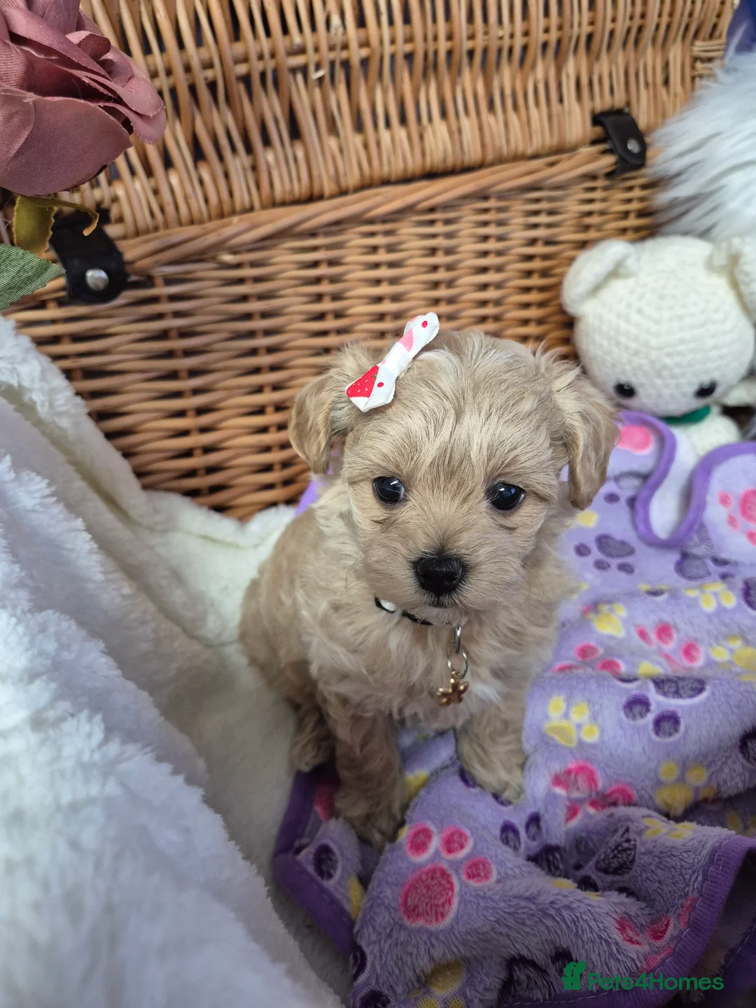 Maltipoo dogs for sale: Stunning Toy F1 Apricot & Cream maltipoo's - Advert 18