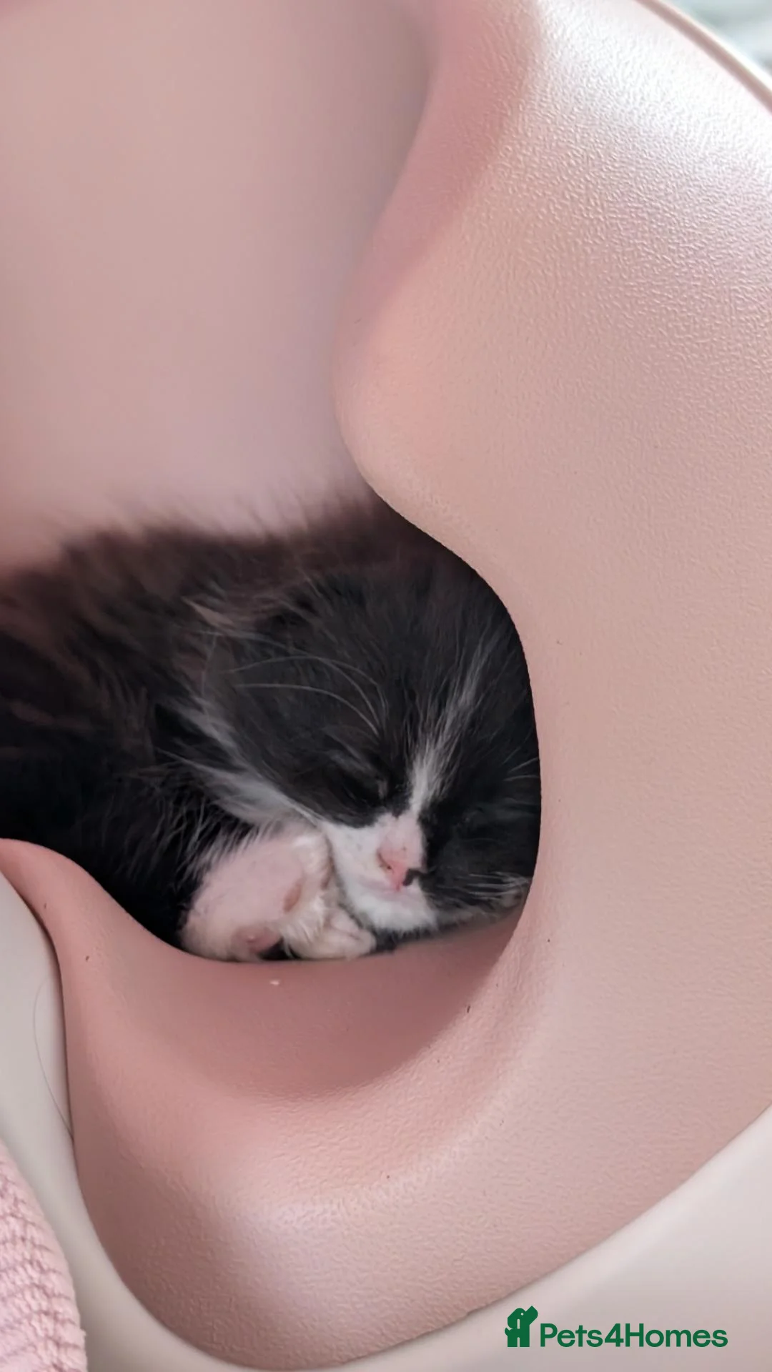 Scottish Fold cats for sale: Beautiful kitten ready NOW!! - Advert 4