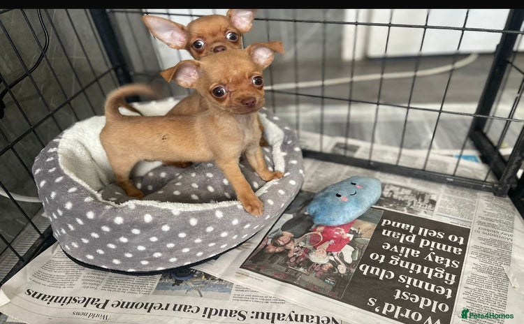 Chihuahua dogs - Advert 8