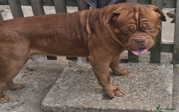 Dogue De Bordeaux dogs for sale: A Loving 4-Year-Old Dogue de Bordeaux - Image 4