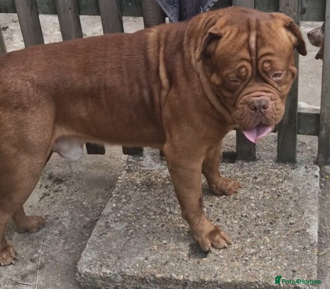 Dogue De Bordeaux dogs for sale: A Loving 4-Year-Old Dogue de Bordeaux - Image 4