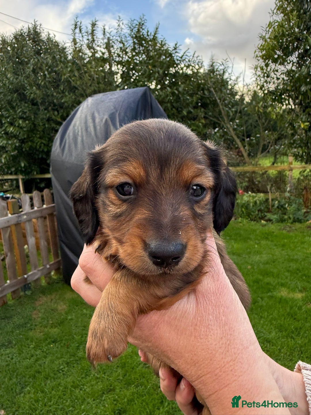 Miniature Dachshund dogs for sale:  Long haired miniature dachshund litter  - Advert 21