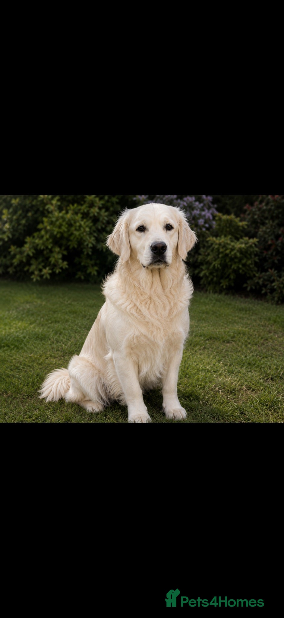 Golden Retriever dogs KC Golden Retriever Puppies – Champion Bloodlines - Advert 2