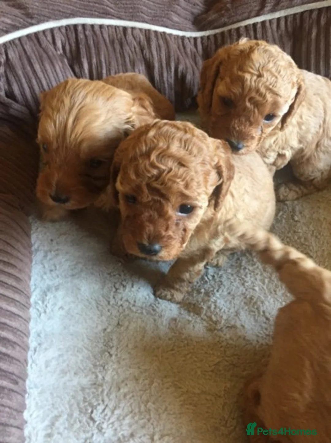 Poodle dogs for stud: Red Mini Poodle PRA Clear & Other DNA Clear in Mansfield - Advert 13