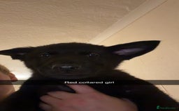 German Shepherd dogs for sale: Black GSD puppies available  - Image 5