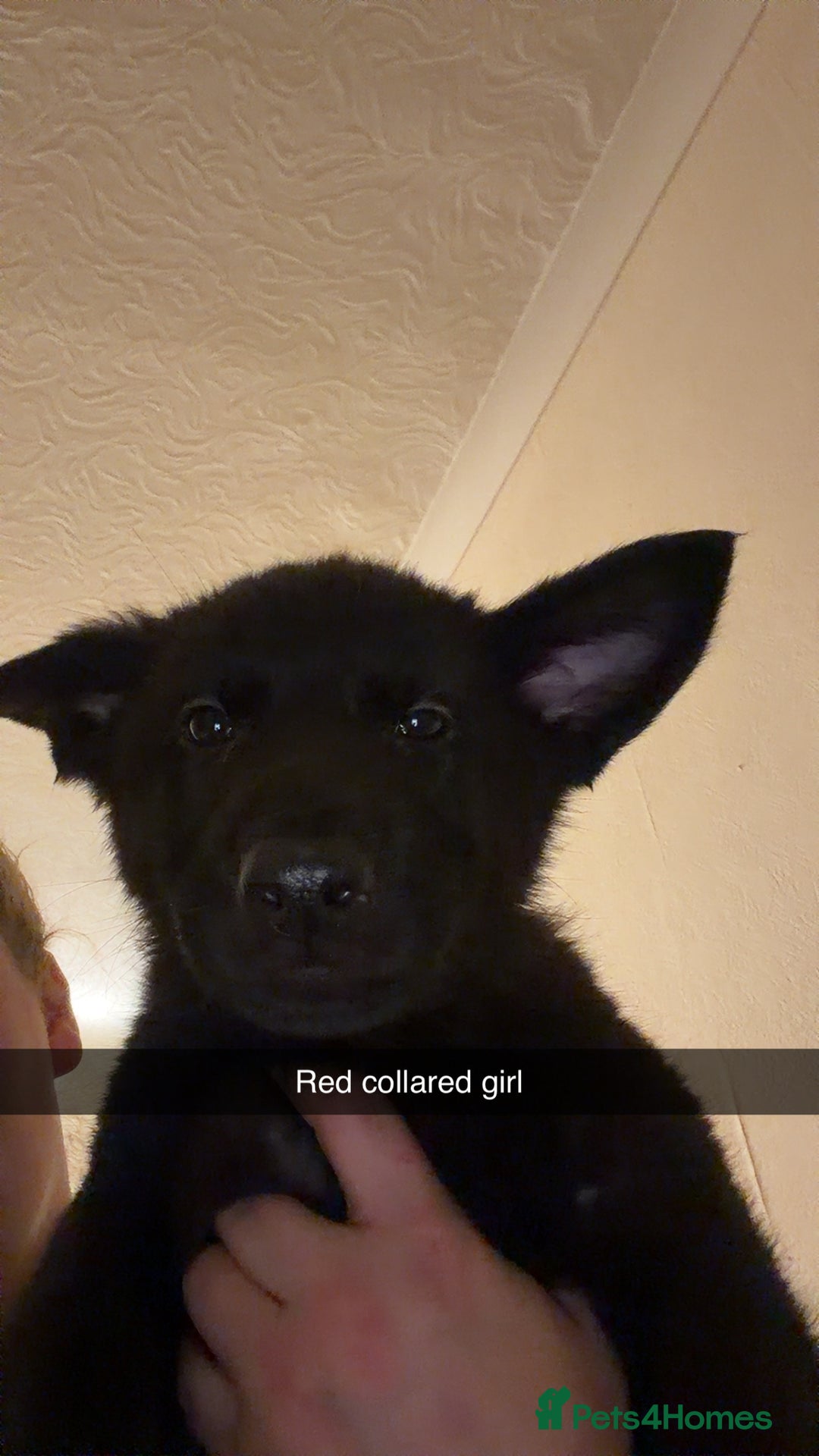 German Shepherd dogs for sale: Black GSD puppies available  - Image 5