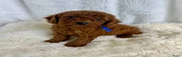 Cavapoo dogs for sale: ⭐ Top quality, health tested Toy Cavapoo babies ⭐ - Advert 5