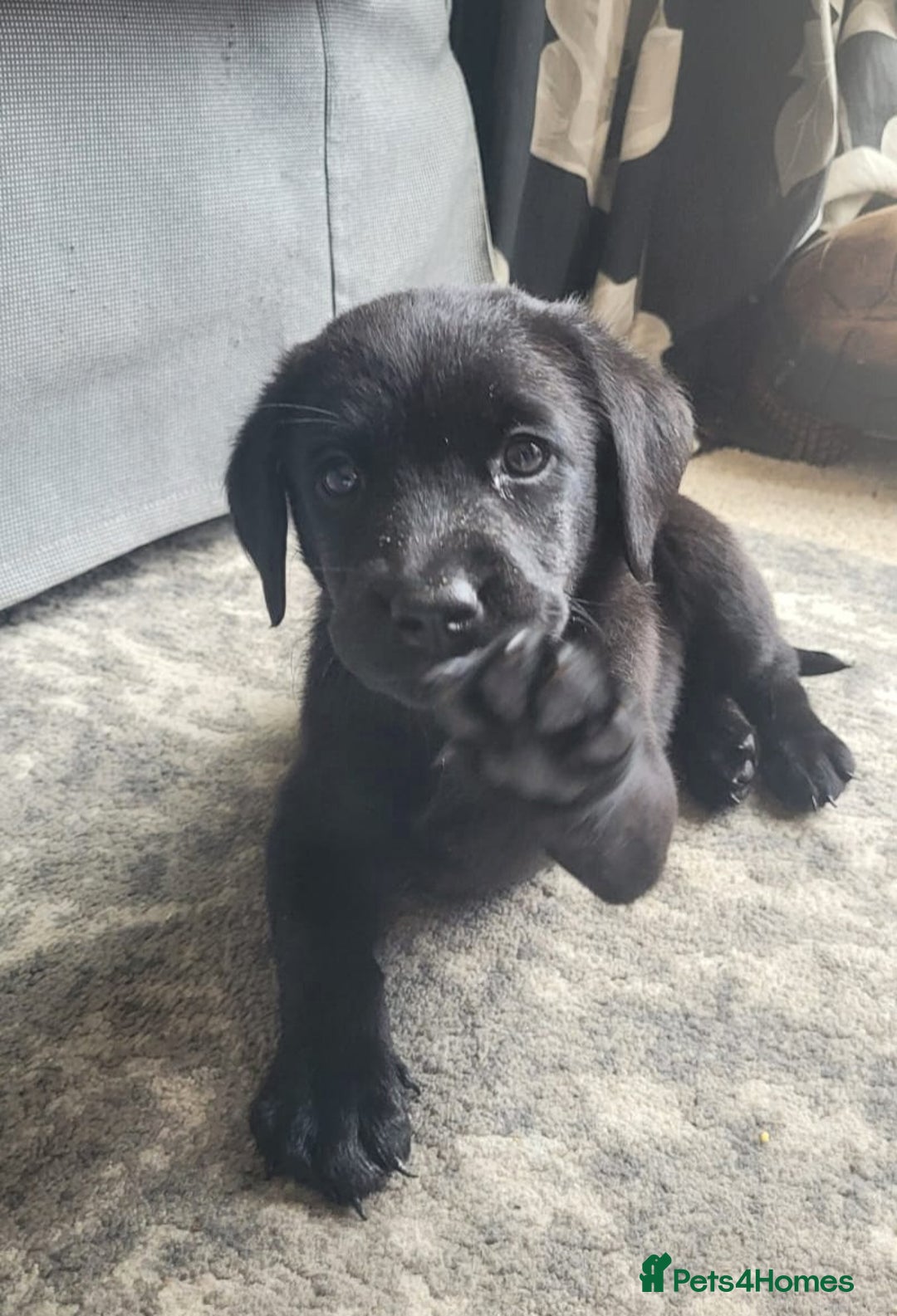 Labrador Retriever dogs for sale: Beautiful black Labrador puppies  - Image 2