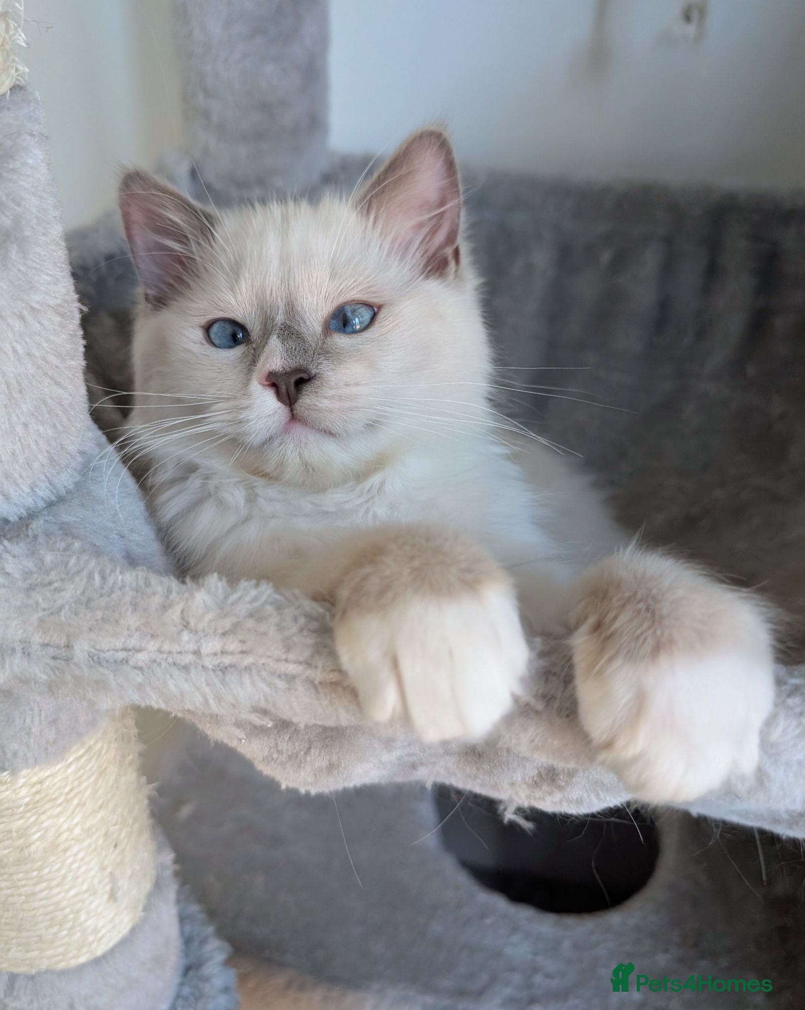 Ragdoll cats Champion EU pedigree TICA Ragdoll kitten  - Advert 18