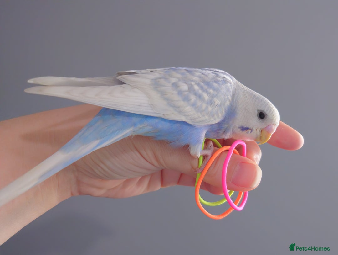 Budgerigars birds for sale: Hand reared silly tame baby budgies  - Image 15
