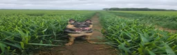 German Shepherd dogs for sale: Beautiful, Clever, German Shepherd  - Advert 5