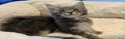 Maine Coon cats for sale: Stunning MaineCoon kittens  in Manchester - Advert 7