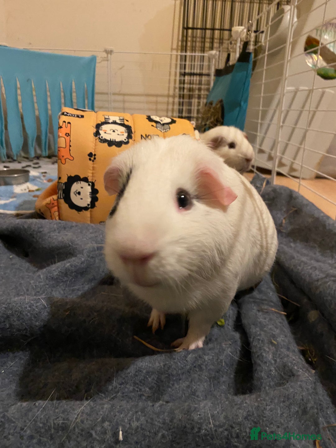 Guinea Pig rodents for sale: Male Guinea Pig- Revan  - Image 1