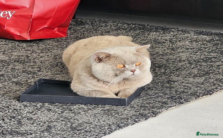 British Shorthair cats - Advert 9
