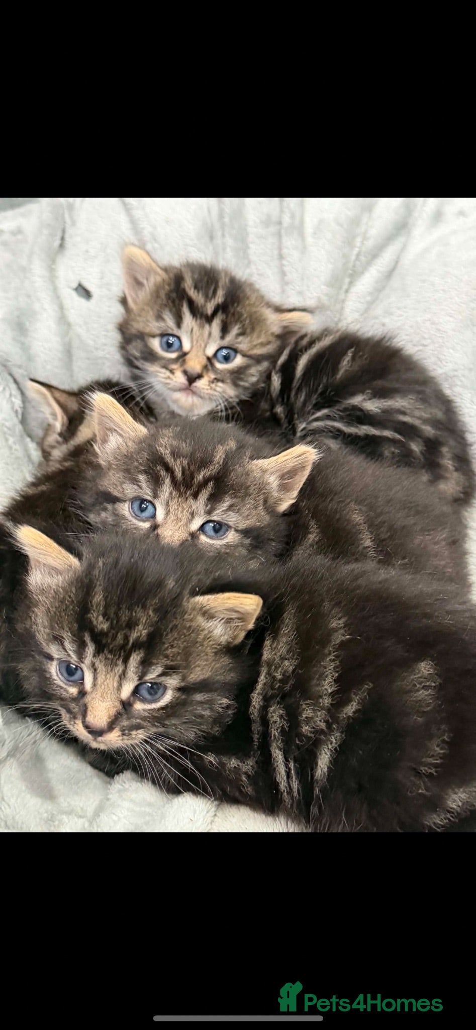 Mixed Breed cats 🐾 Kittens for Sale 🐾 - Advert 2