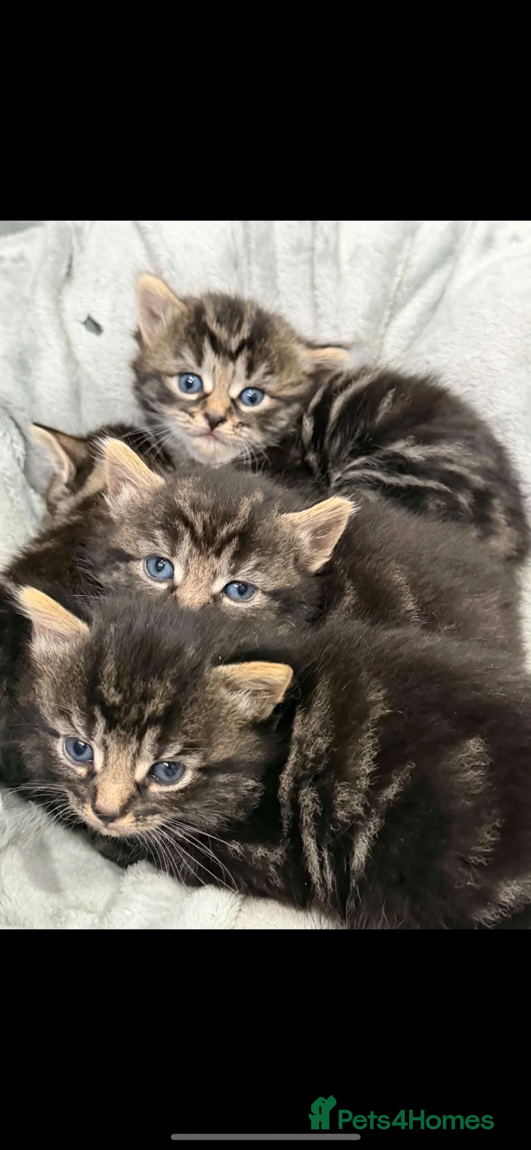 Mixed Breed cats for sale: 🐾 Kittens for Sale 🐾 - Advert 1