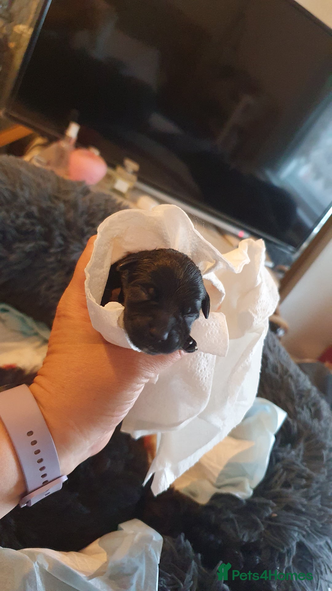 Miniature Schnauzer dogs for sale: Beautiful all Black litter  - Image 4