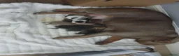 American Bully dogs for sale: RemiXzorro breeding  - Advert 6
