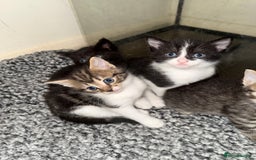 Domestic Shorthair cats for sale: 5 beautiful Domestic shorthair kittens - Image 5