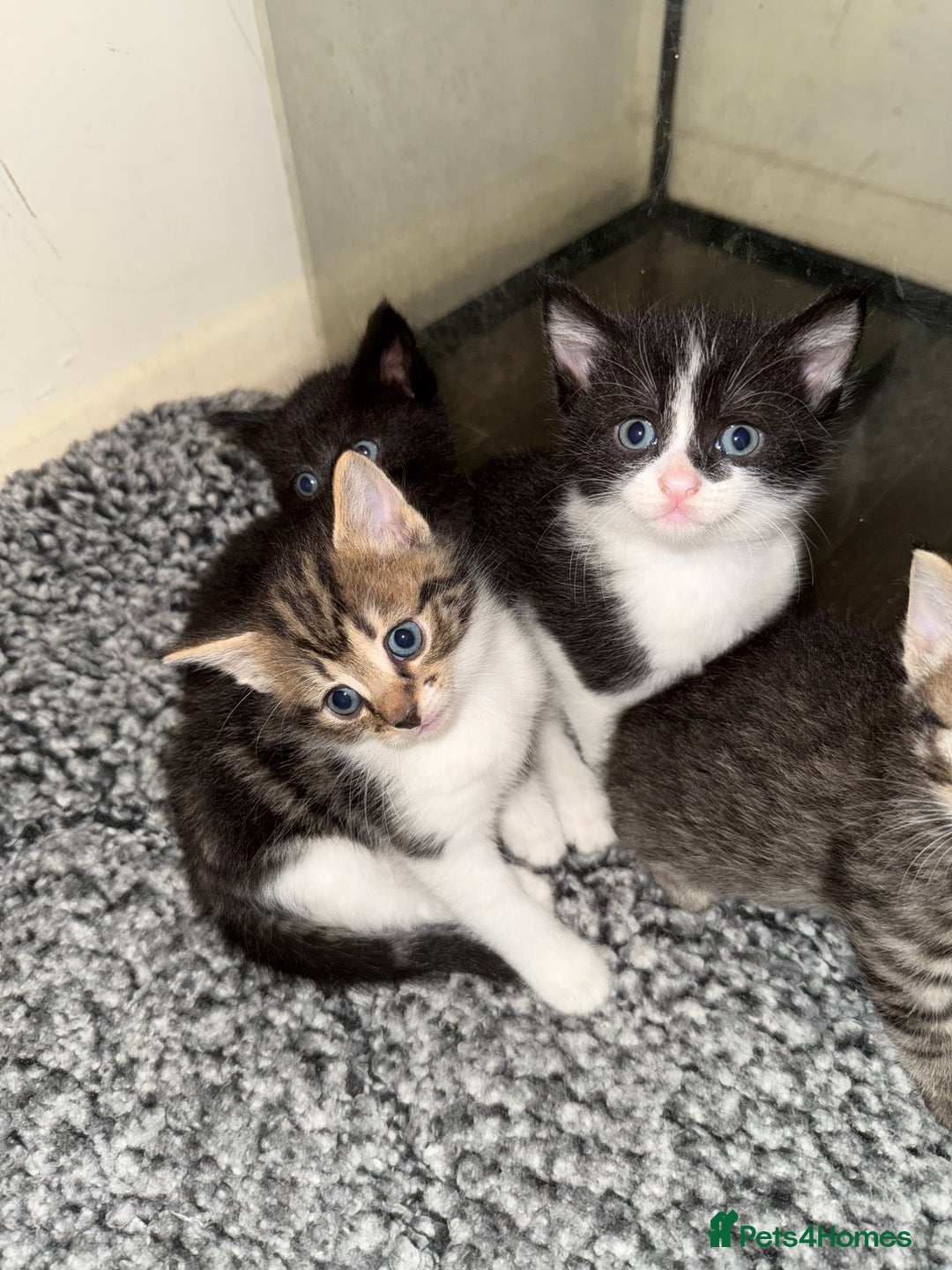 Domestic Shorthair cats for sale: 5 beautiful Domestic shorthair kittens - Image 5