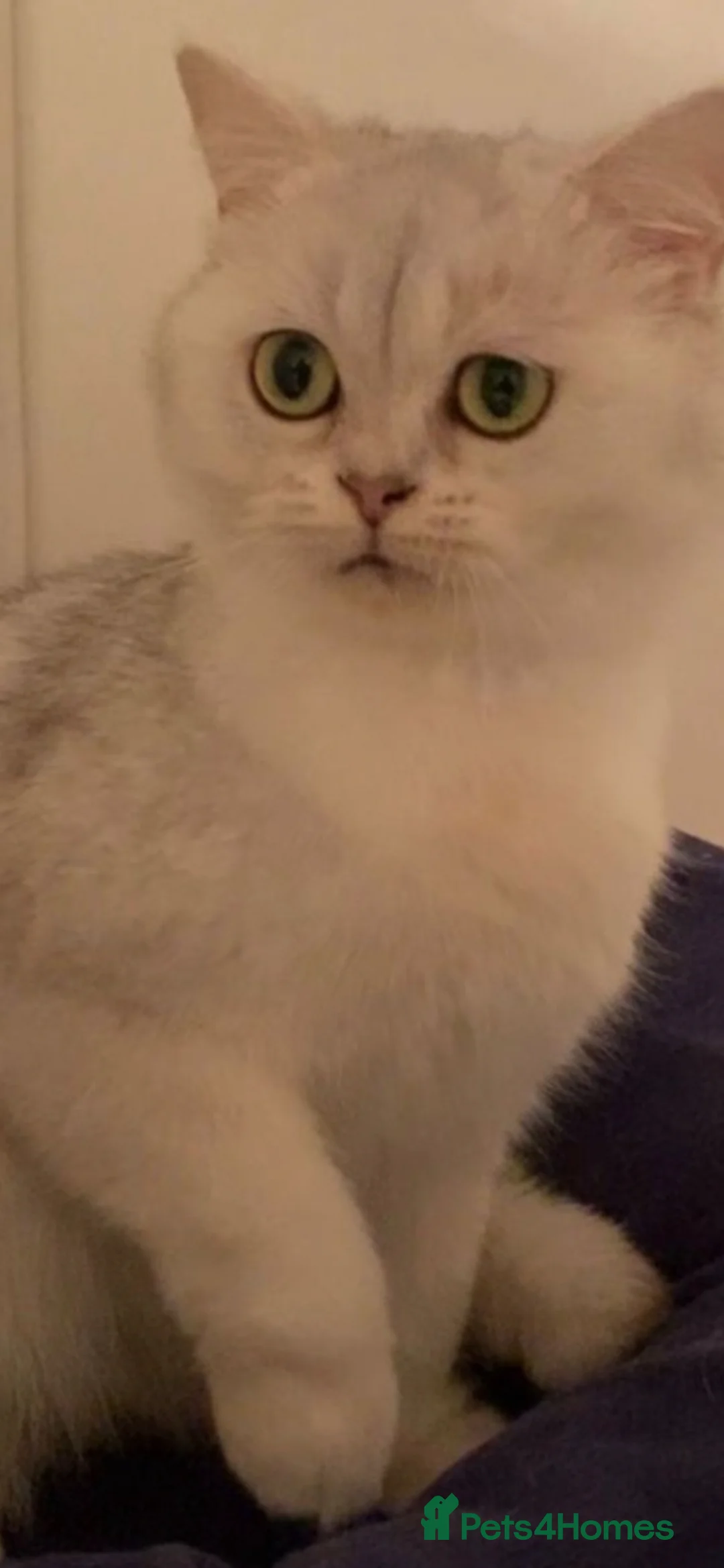 British Shorthair cats for sale: Silver British shorthair cat  in London - Advert 11