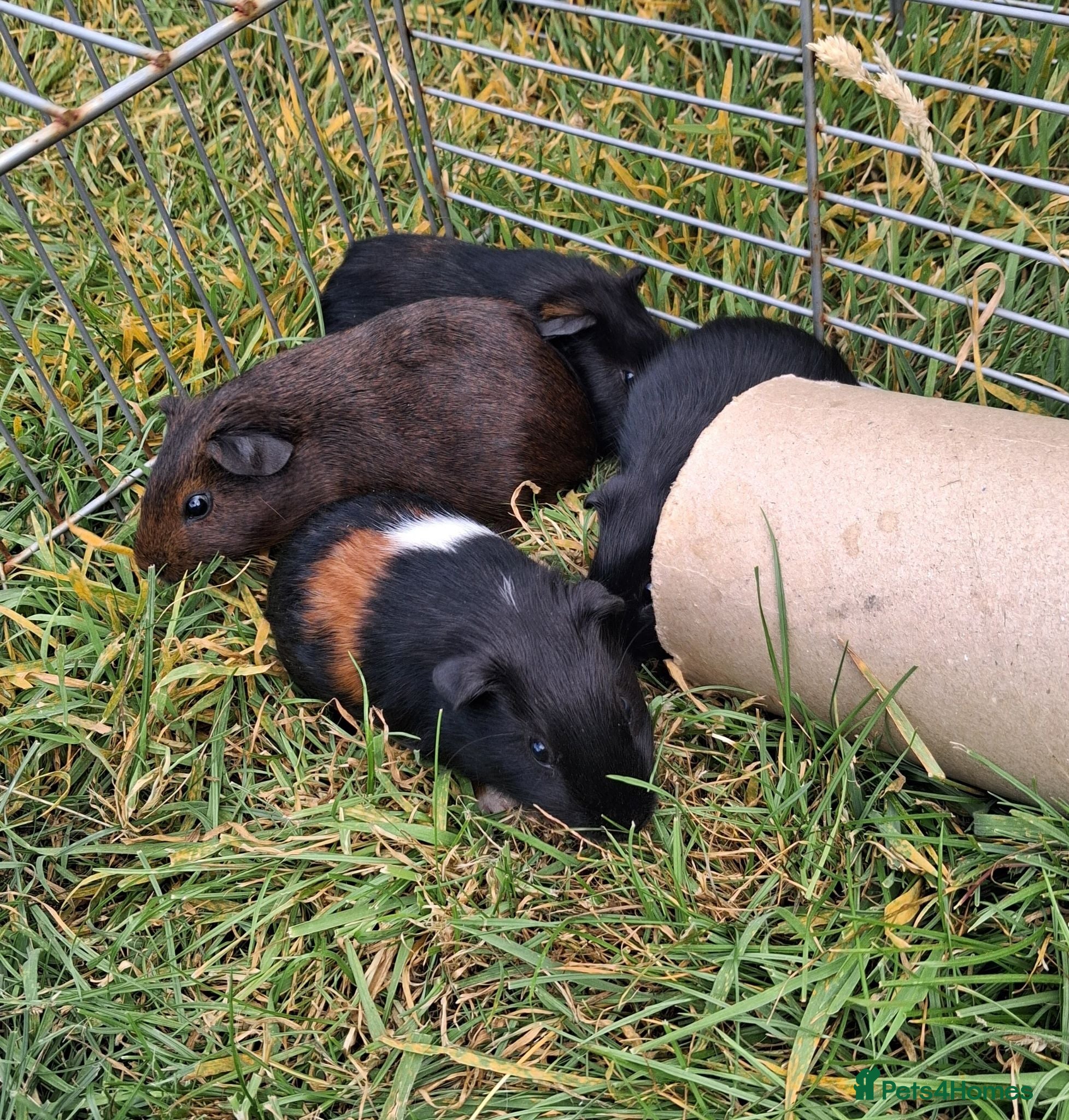 Guinea Pig rodents Gorgeous baby boars - Advert 15