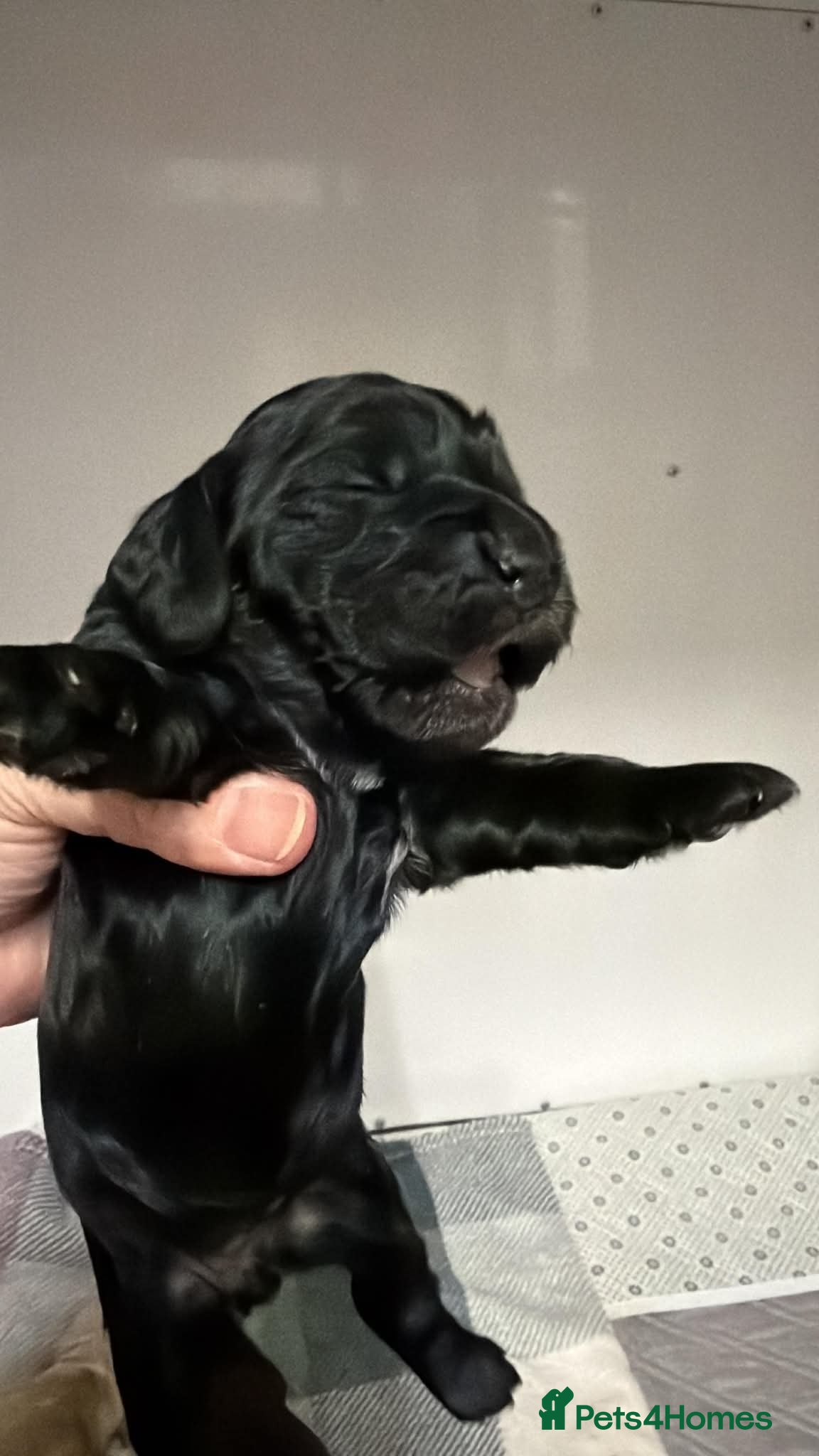 Cocker Spaniel dogs Show Spaniel puppies Rare Italian import line  - Advert 1