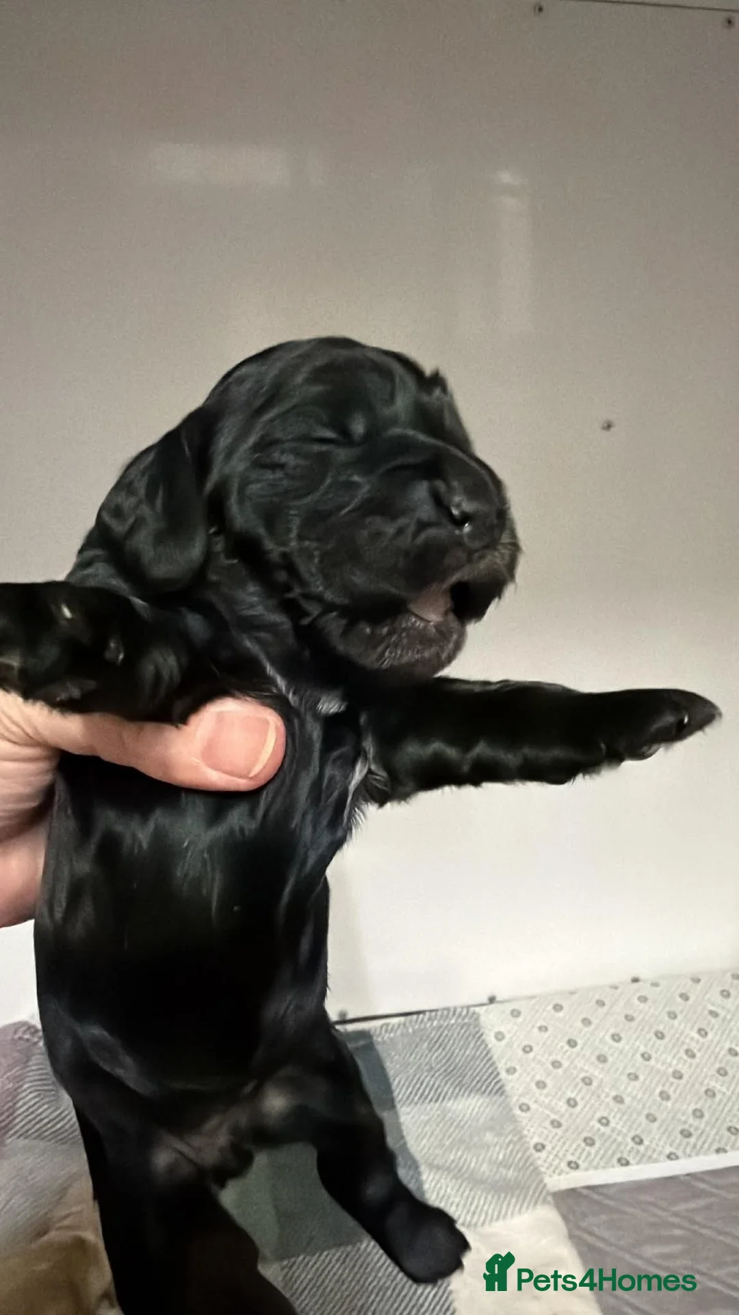 Cocker Spaniel dogs for sale: Show Spaniel puppies Rare Italian import line  in Grimsby - Advert 1