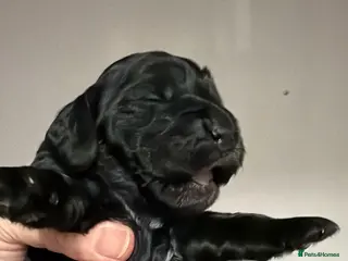 Cocker Spaniel dogs Show Spaniel puppies Rare Italian import line - Advert 1