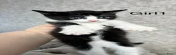 Mixed Breed cats for sale: 5 Gorgeous Kittens  - Advert 16
