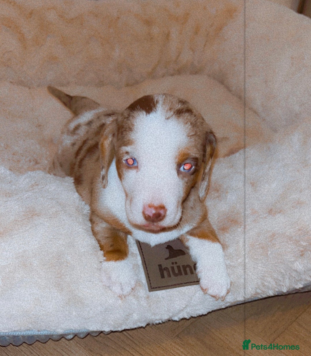 Dachshund dogs for sale: Dachshund  - Advert 18