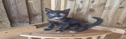 Mixed Breed cats for sale: 3 Tortie Kittens Polydactyl  - Advert 10