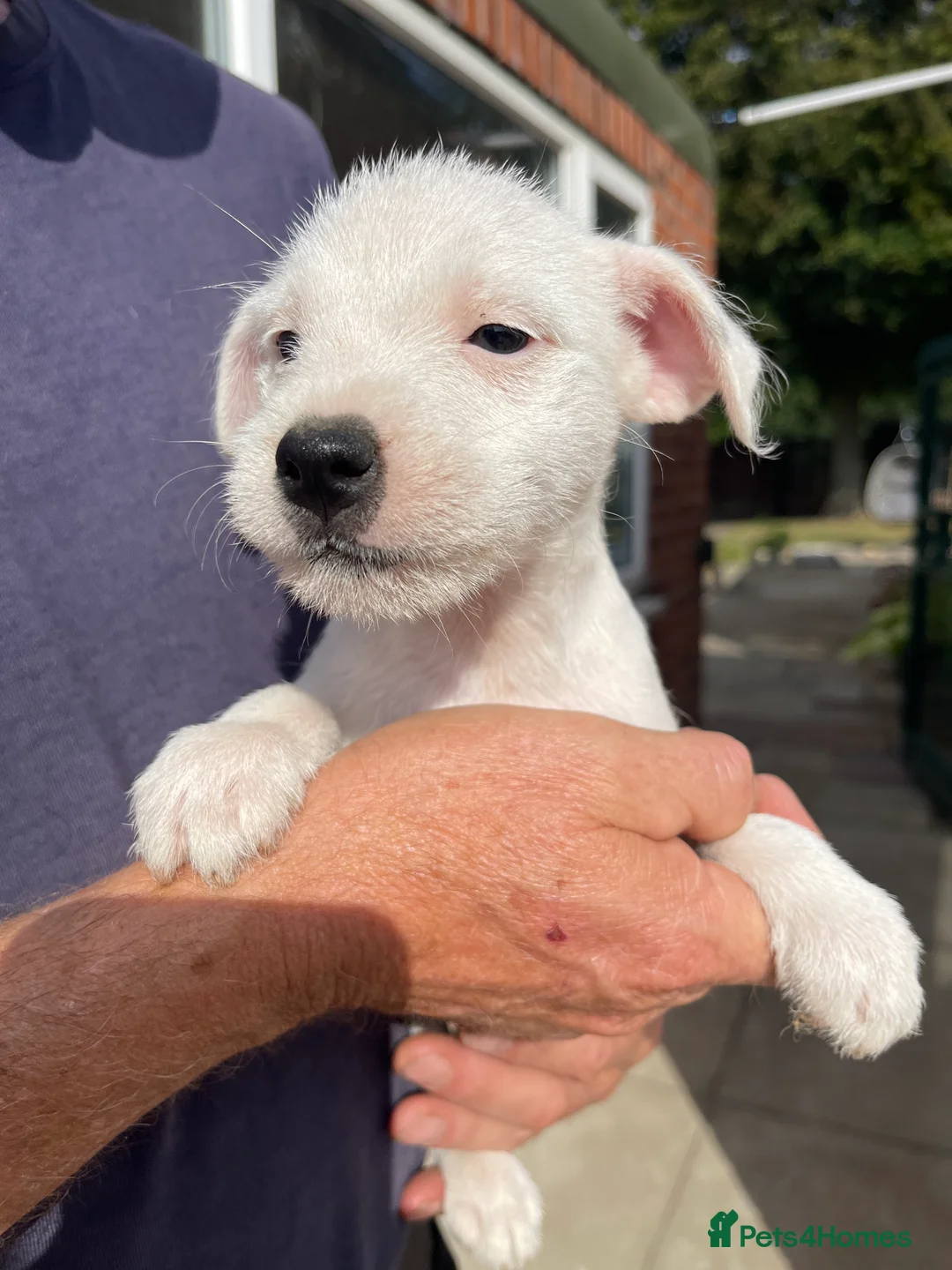 Jack Russell dogs for sale: Jack Russell Puppies for sale  - Advert 2