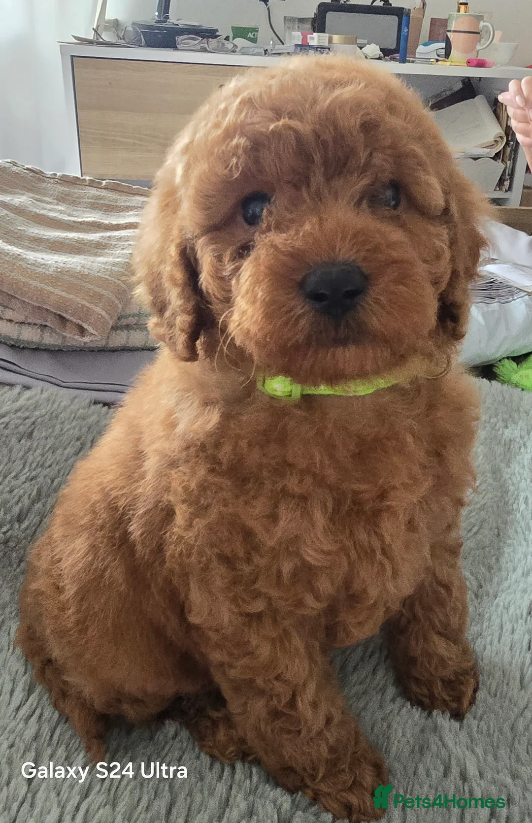Labradoodle dogs for sale:  Last one left Ready now price reduced  - Advert 2