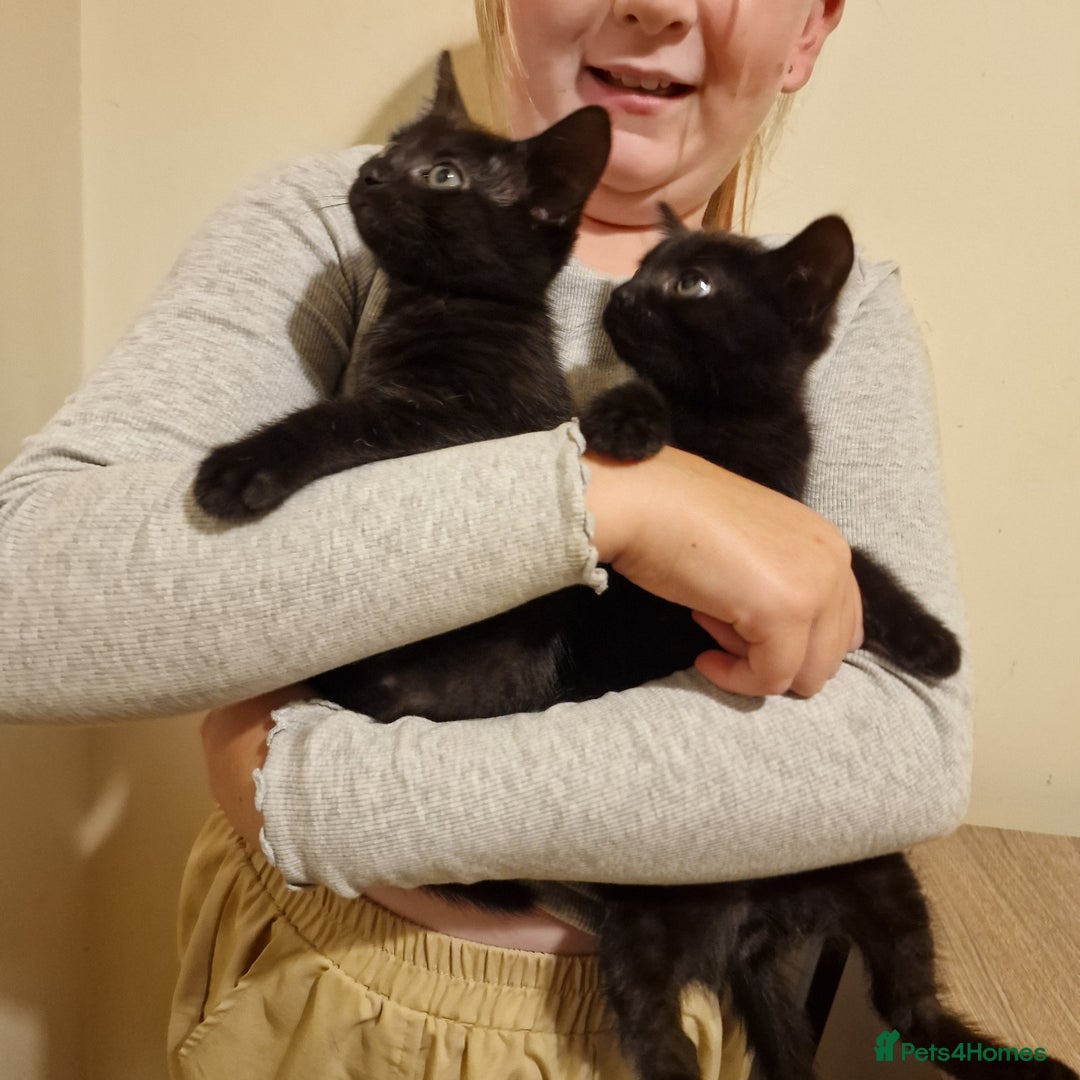 Domestic Shorthair cats for sale: 3 kittens all male.2x all black 1x black and white - Image 5