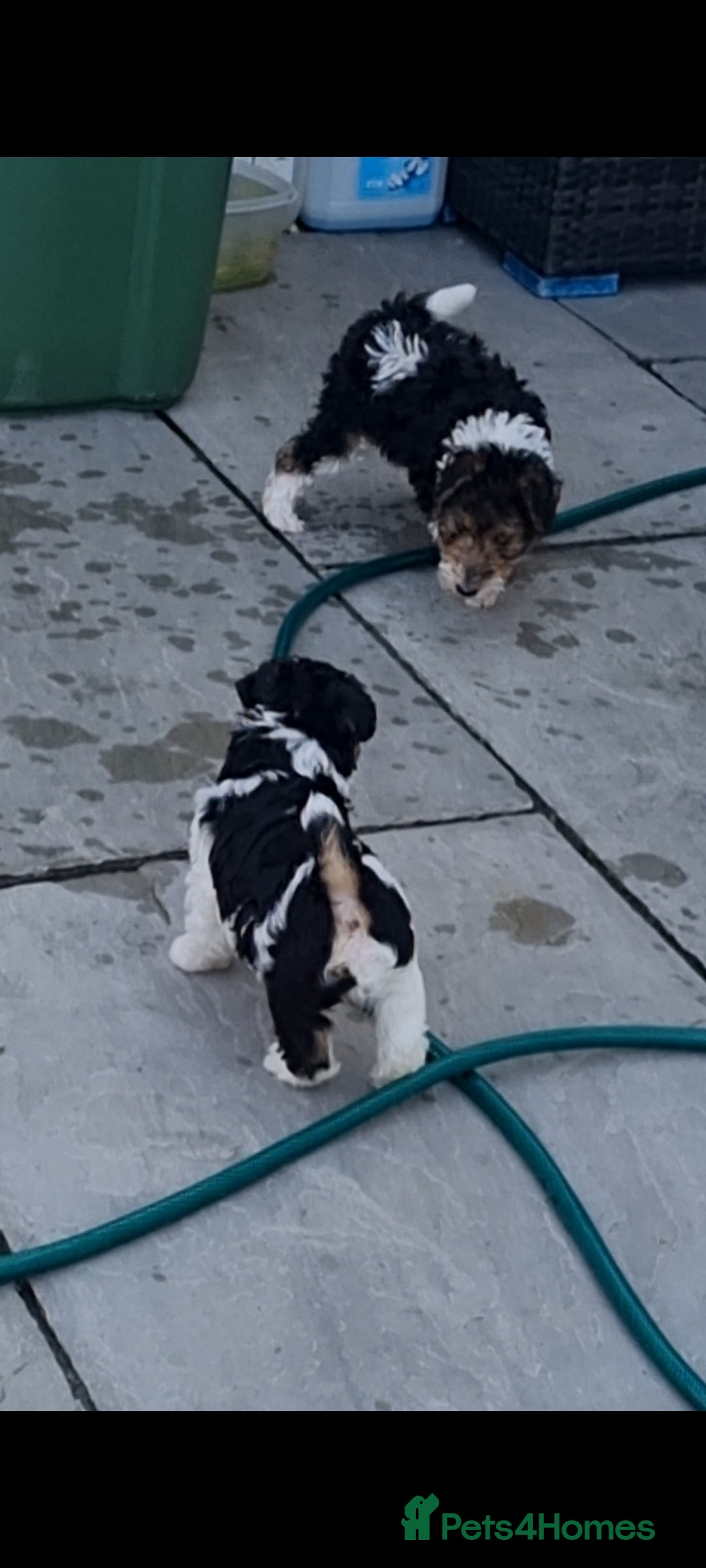 Fox Terrier dogs Wire fox terrier puppies  - Advert 2