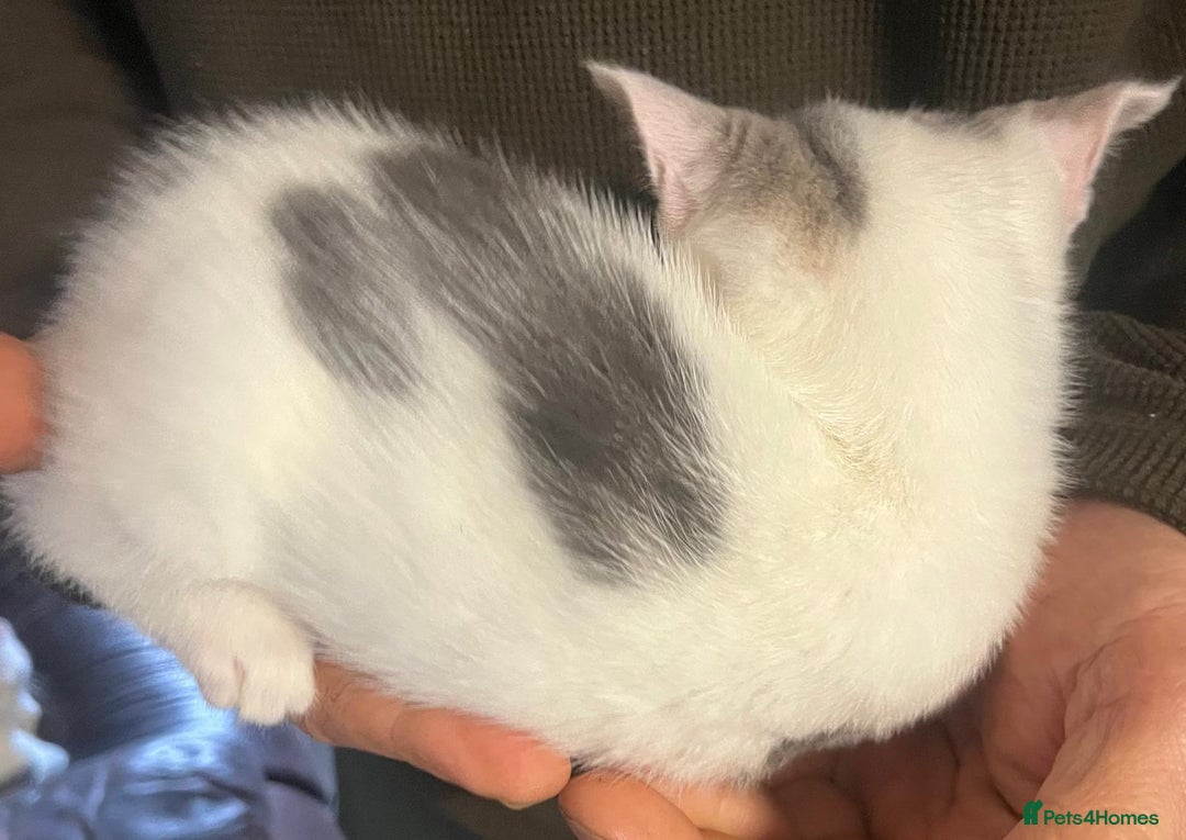 Mixed Breed cats for sale: Grey and white kittens ready now - Advert 12