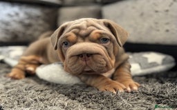 Mixed Breed dogs for sale: Pocket bully x Big rope frenchie  - Image 10