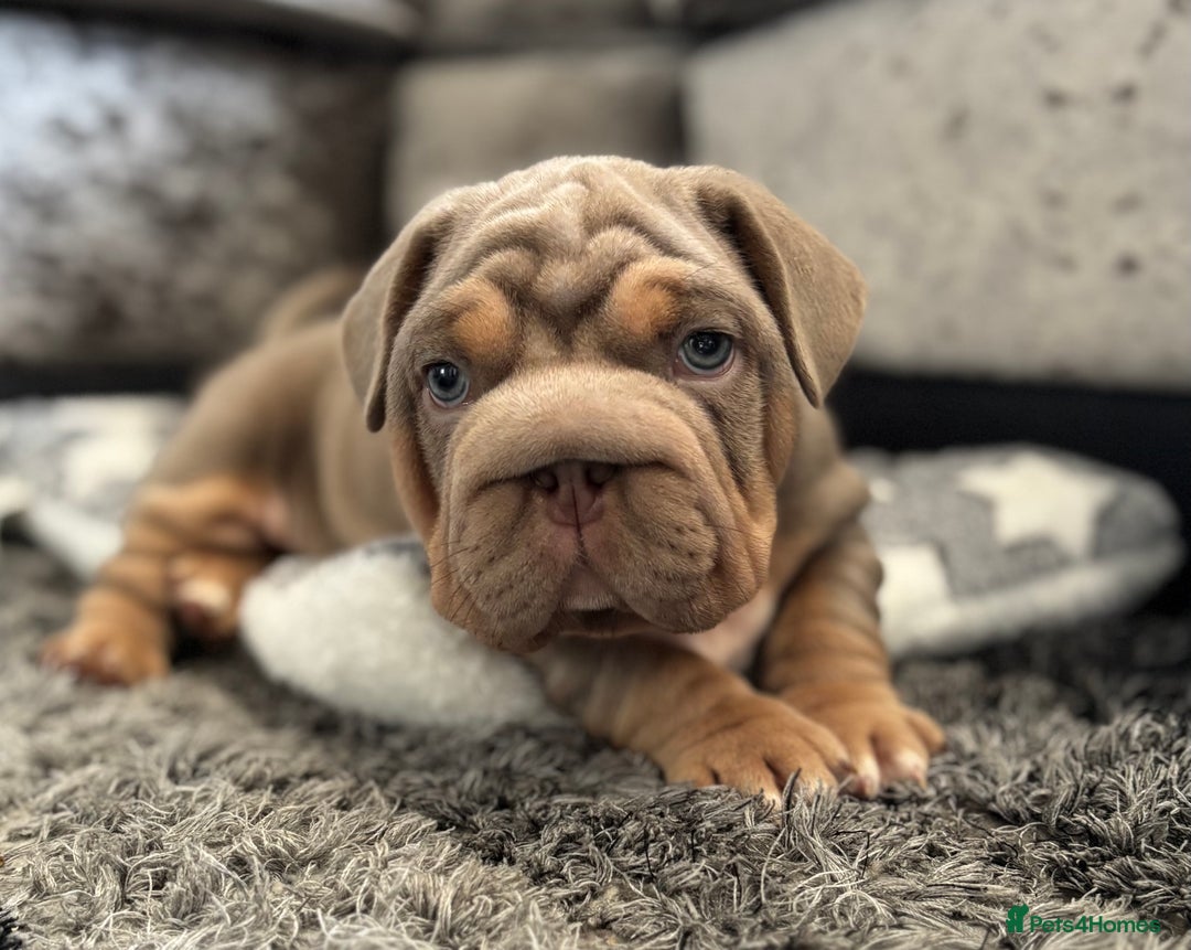 Mixed Breed dogs for sale: Pocket bully x Big rope frenchie  - Image 10