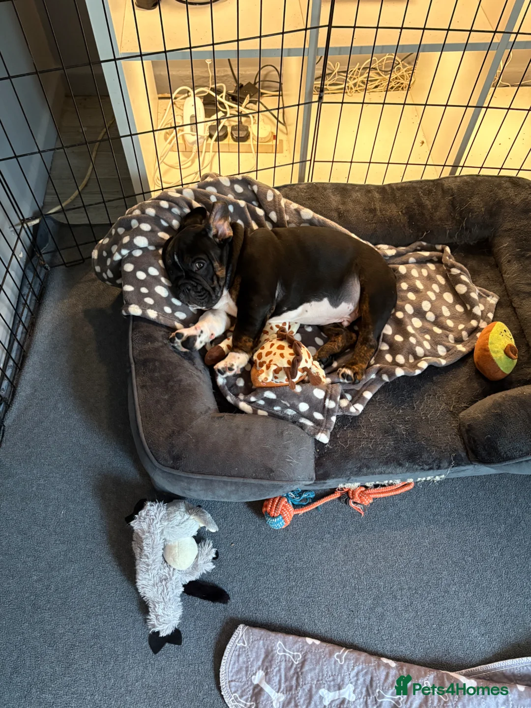 Mixed Breed dogs for sale: Frenglish puppy  in Tonypandy - Advert 10