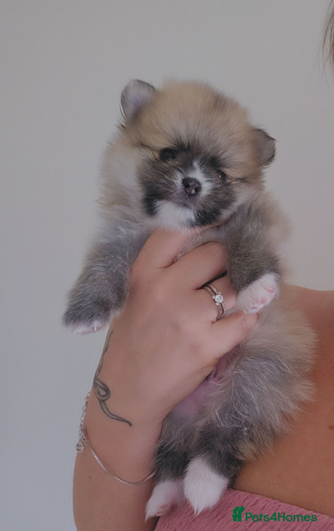 Pomeranian dogs The best teddy bears! 🐾 🐾 🐾 🐾   - Advert 2