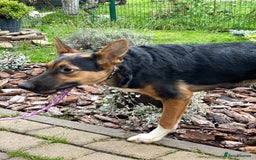 Mixed Breed dogs for adoption: 💙🐶 CONNOR 🐶💙 - Image 19