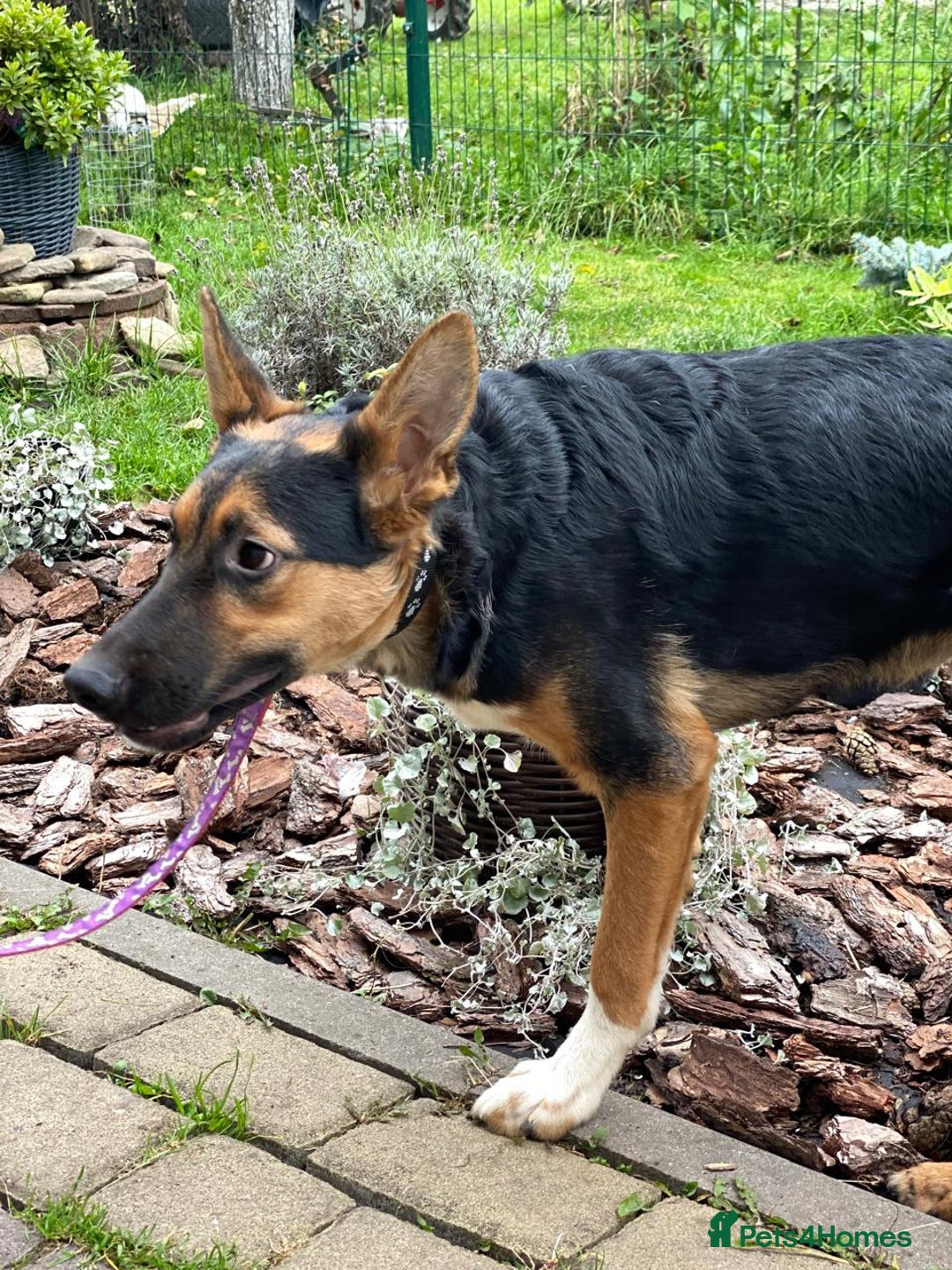 Mixed Breed dogs for adoption: 💙🐶 CONNOR 🐶💙 - Image 19